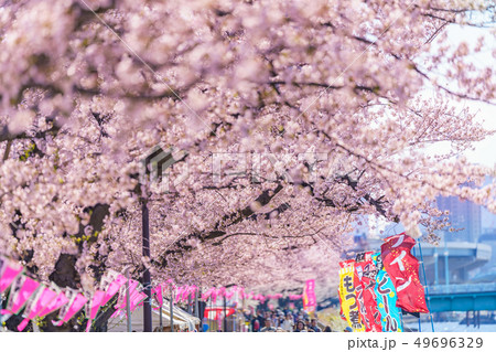 東京の春 隅田公園 桜まつりの写真素材