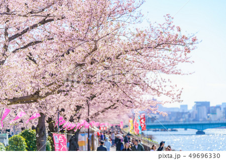 東京の春　隅田公園 桜まつり 49696330