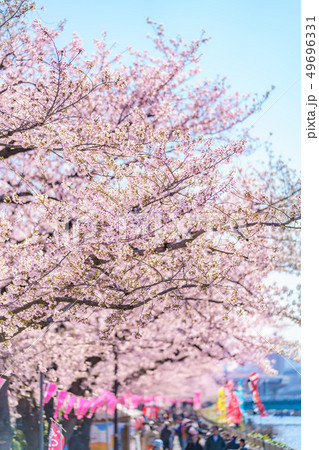 東京の春 隅田公園 桜まつりの写真素材 東京の春 隅田公園 桜まつりの写真素材