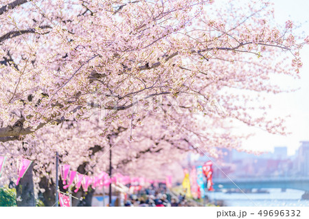 東京の春 隅田公園 桜まつりの写真素材 東京の春 隅田公園 桜まつりの写真素材