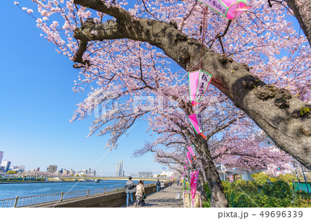 東京の春 隅田公園 桜まつり 東京の春 隅田公園 桜まつり 49696339