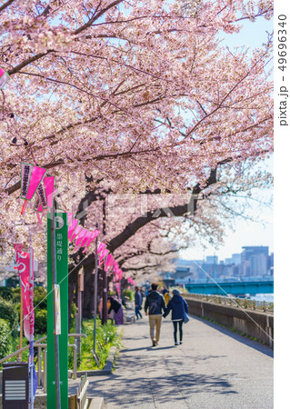 東京の春 隅田公園 桜まつり 東京の春 隅田公園 桜まつり 49696340