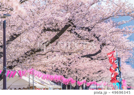 東京の春 隅田公園 桜まつりの写真素材