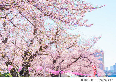 東京の春　隅田公園 桜まつり 49696347