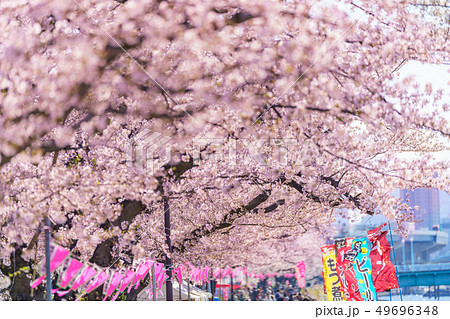 東京の春　隅田公園 桜まつり 49696348