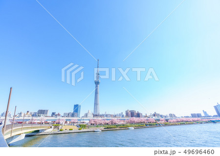 東京の春 隅田公園 桜まつり 東京の春 隅田公園 桜まつり 49696460