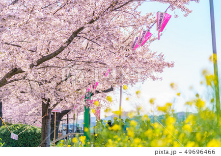 東京の春 隅田公園 桜まつりの写真素材