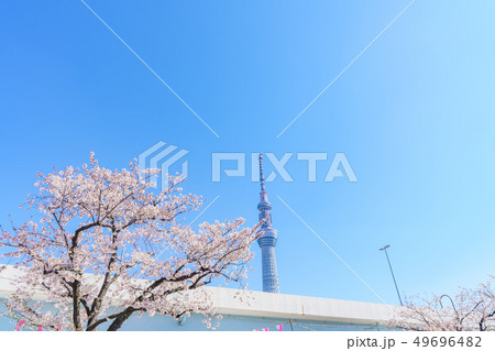 東京の春 隅田公園 桜まつりの写真素材
