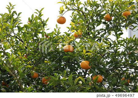 ナツミカン 49696497