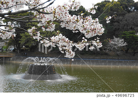 朝倉市・甘木公園の桜 49696725