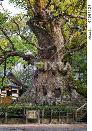 蒲生のクス　朝　鹿児島県 49697128