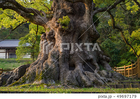 蒲生のクス　夕方　鹿児島県 49697179