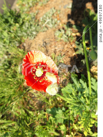 ひなげしの花 49697180