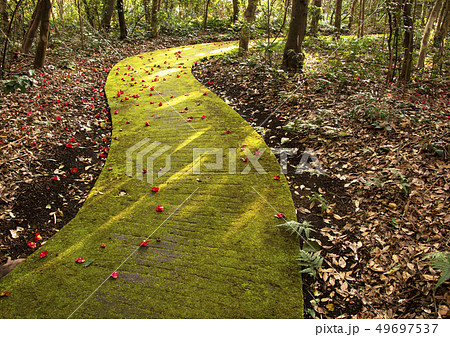 足摺岬遊歩道 足摺岬遊歩道 49697537
