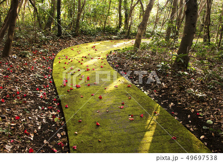 足摺岬遊歩道 49697538