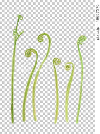 Pteridium aquilinum ワラビ 49697576