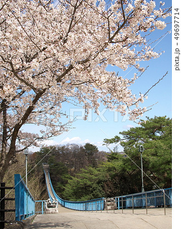 桜の八幡山公園 桜の八幡山公園 49697714
