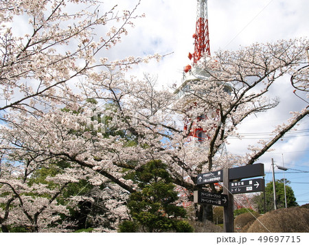 桜の八幡山公園 桜の八幡山公園 49697715