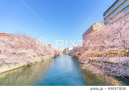 東京の春　門前仲町・深川 お江戸深川桜まつり 49697808