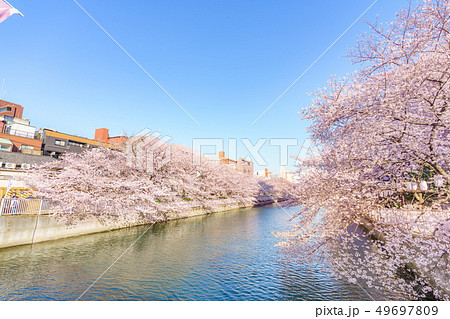 東京の春 門前仲町・深川 お江戸深川桜まつり 東京の春 門前仲町・深川 お江戸深川桜まつり 49697809