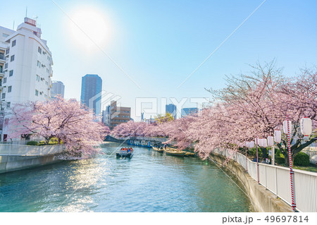 東京の春　門前仲町・深川 お江戸深川桜まつり 49697814