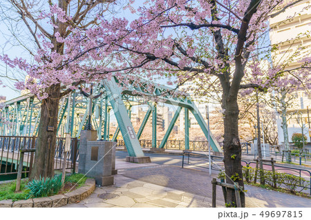東京の春 門前仲町・深川 お江戸深川桜まつり 東京の春 門前仲町・深川 お江戸深川桜まつり 49697815