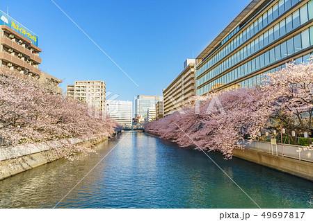 東京の春　門前仲町・深川 お江戸深川桜まつり 49697817