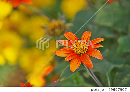 オレンジ色のメキシコヒマワリの花 オレンジ色のメキシコヒマワリの花 49697907