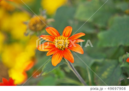 オレンジ色のメキシコヒマワリの花 49697908