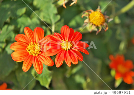 オレンジ色のメキシコヒマワリの花 オレンジ色のメキシコヒマワリの花 49697911