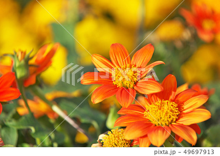 オレンジ色のメキシコヒマワリの花 49697913