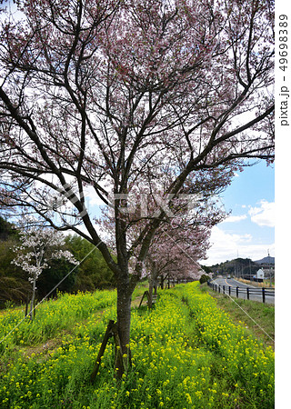 兵庫県猪名川町　桜と菜の花 49698389