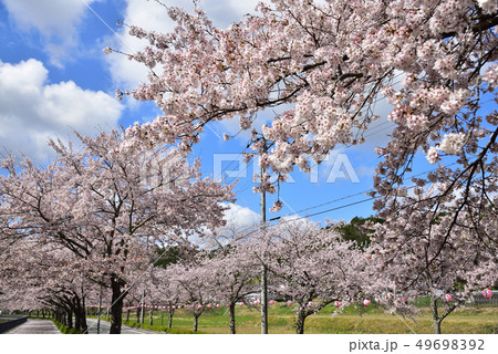 兵庫県猪名川町　桜並木 49698392