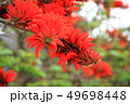 デイゴの花 49698448