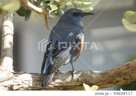 イソヒヨドリ イソヒヨドリ 49698517