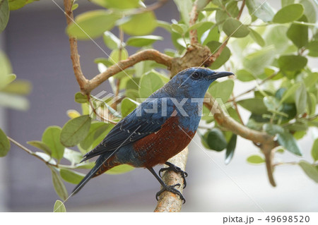 イソヒヨドリ 49698520