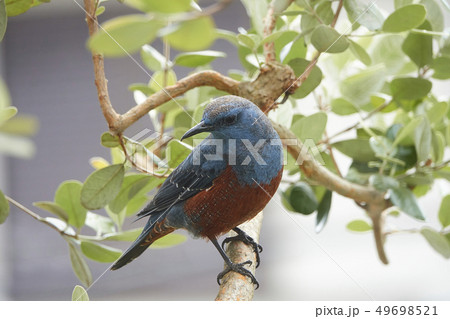 イソヒヨドリ イソヒヨドリ 49698521