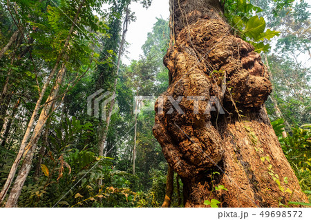 Natural Giant Burl Wood Tree in the National Park. 49698572