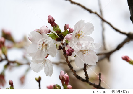サクラ　（桜） 49698857