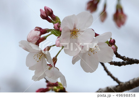 サクラ (桜) サクラ (桜) 49698858