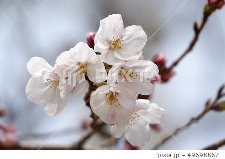 サクラ　（桜） 49698862