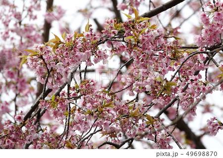 サクラ　（桜） 49698870