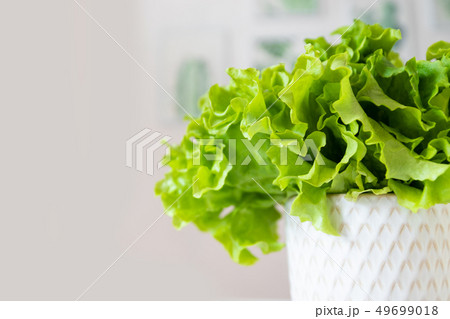 Salad leaf. Lettuce isolated on yellow background. 49699018