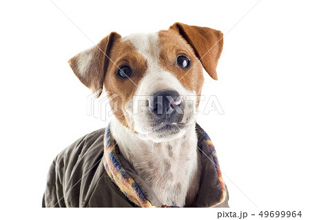 jack russel terrier with coat jack russel terrier with coat 49699964
