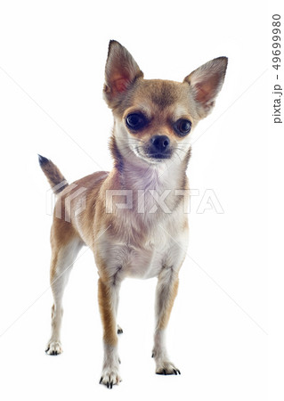 short hair chihuahua 49699980
