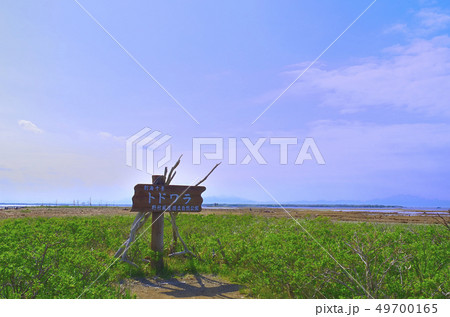 広大なトドワラ 49700165