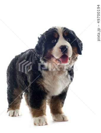 puppy bernese moutain dog puppy bernese moutain dog 49700194