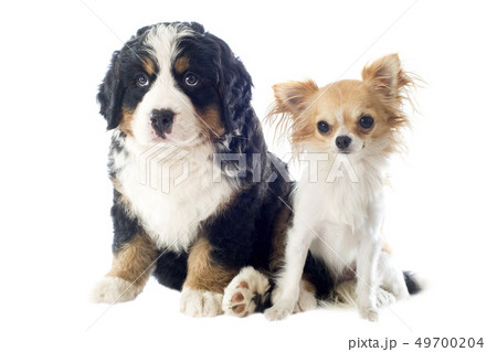 puppy bernese moutain dog and chihuahua 49700204