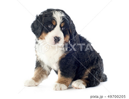 puppy bernese moutain dog 49700205