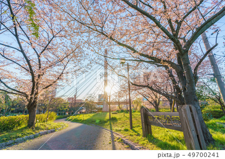 東京の春　国立木場公園の夕日に染まる桜 49700241